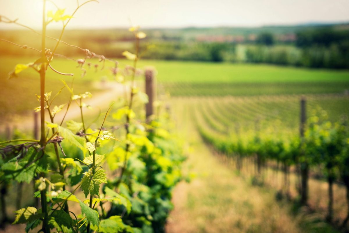 Guide des vins belges Gault&Millau 2024