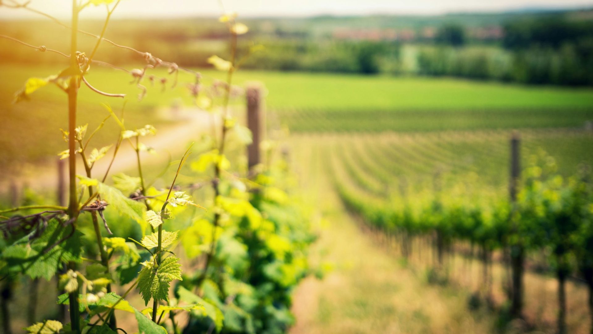 Guide des vins belges Gault&Millau 2024